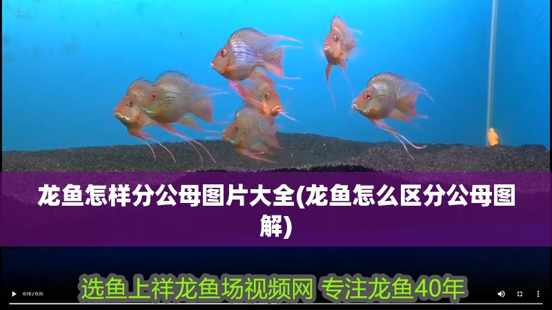龍魚怎樣分公母圖片大全(龍魚怎么區(qū)分公母圖解)