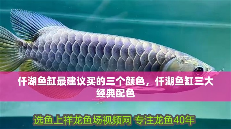 仟湖魚缸最建議買的三個顏色，仟湖魚缸三大經典配色