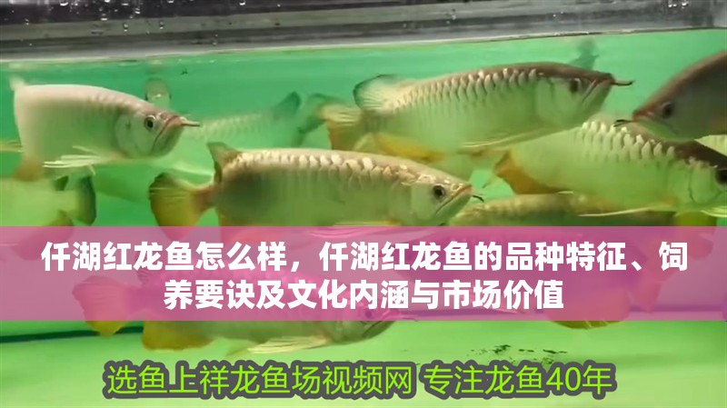 仟湖紅龍魚怎么樣，仟湖紅龍魚的品種特征、飼養(yǎng)要訣及文化內(nèi)涵與市場價值