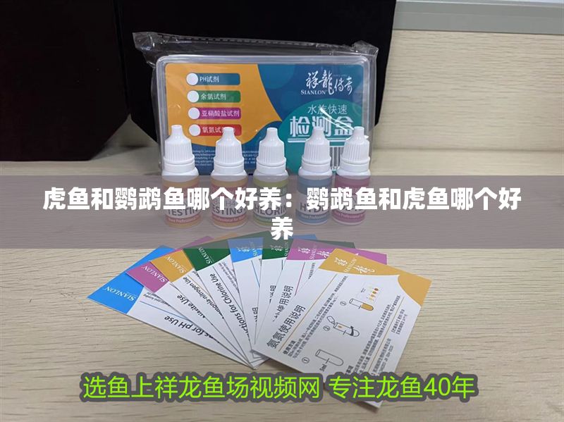 虎魚和鸚鵡魚哪個好養：鸚鵡魚和虎魚哪個好養
