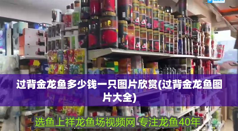 過背金龍魚多少錢一只圖片欣賞(過背金龍魚圖片大全)