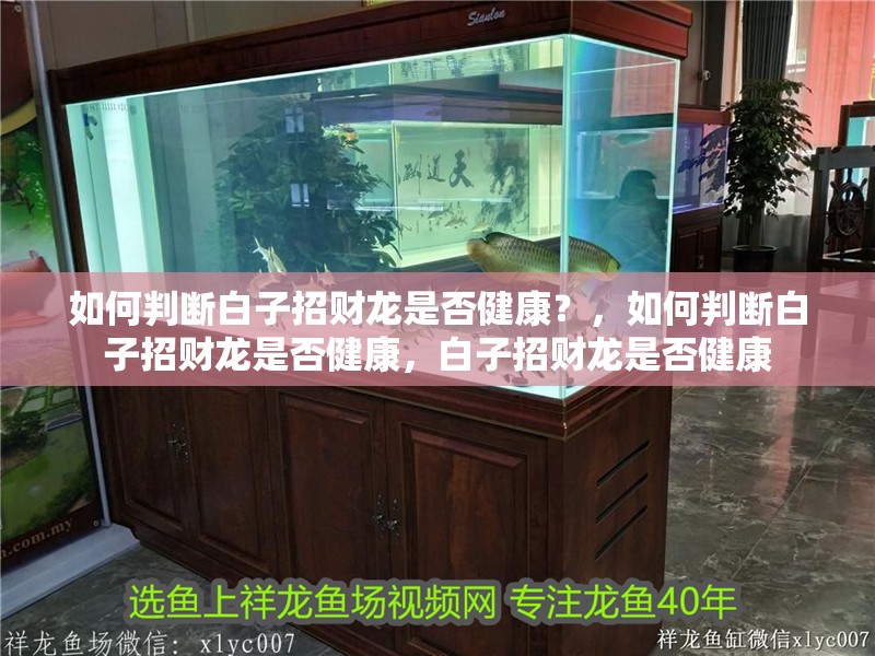 如何判斷白子招財龍是否健康？，如何判斷白子招財龍是否健康，白子招財龍是否健康