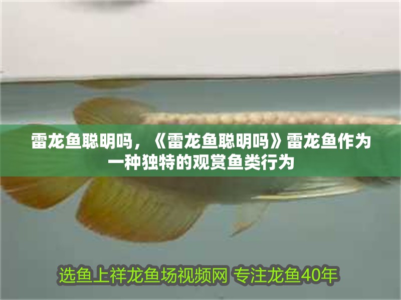 雷龍魚聰明嗎，《雷龍魚聰明嗎》雷龍魚作為一種獨特的觀賞魚類行為
