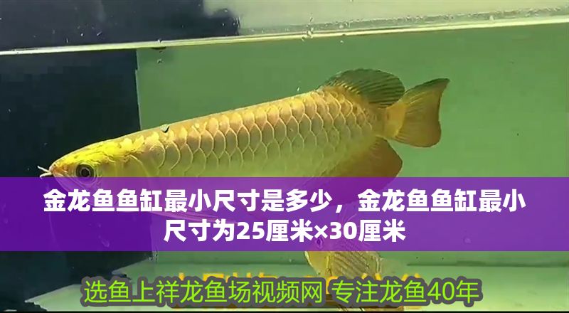 金龍魚魚缸最小尺寸是多少，金龍魚魚缸最小尺寸為25厘米×30厘米
