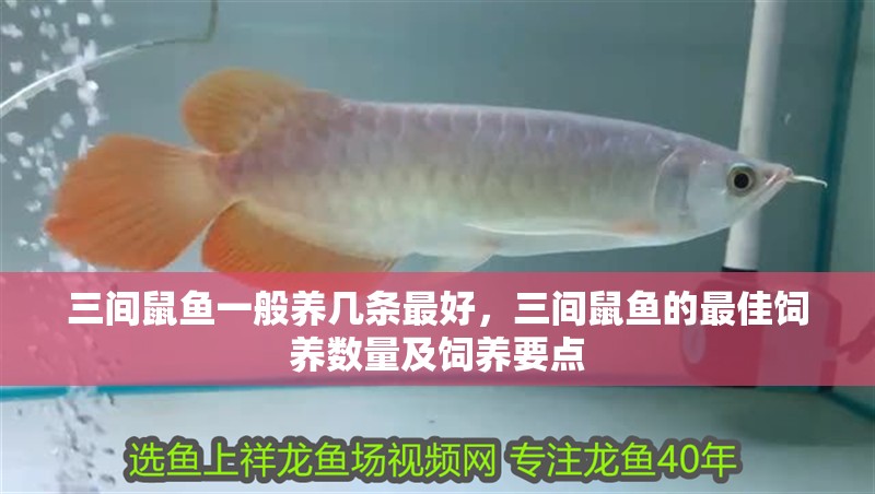 三間鼠魚一般養(yǎng)幾條最好，三間鼠魚的最佳飼養(yǎng)數(shù)量及飼養(yǎng)要點(diǎn) 三間鼠魚一般養(yǎng)幾條最好，三間鼠魚的最佳飼養(yǎng)數(shù)量及飼養(yǎng)要點(diǎn) 龍魚論壇