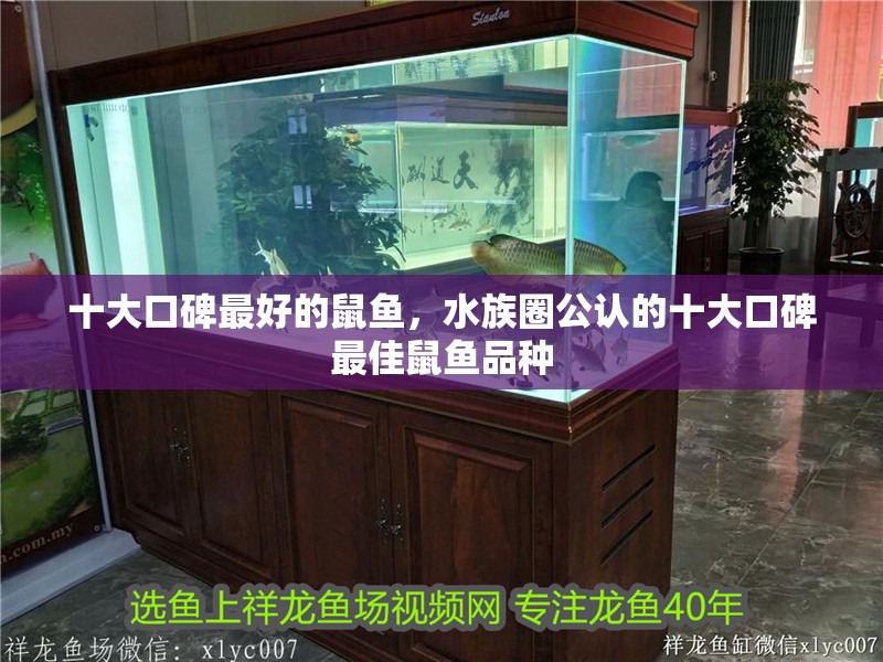 十大口碑最好的鼠魚，水族圈公認的十大口碑最佳鼠魚品種 十大口碑最好的鼠魚，水族圈公認的十大口碑最佳鼠魚品種 龍魚論壇