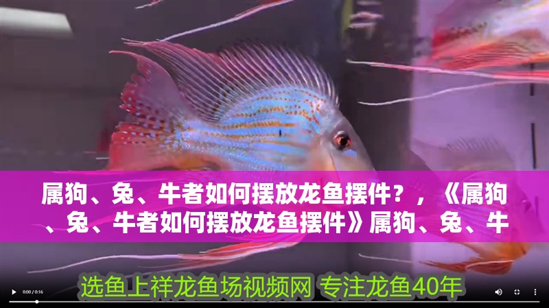 屬狗、兔、牛者如何擺放龍魚擺件？，《屬狗、兔、牛者如何擺放龍魚擺件》屬狗、兔、牛的人如何擺放