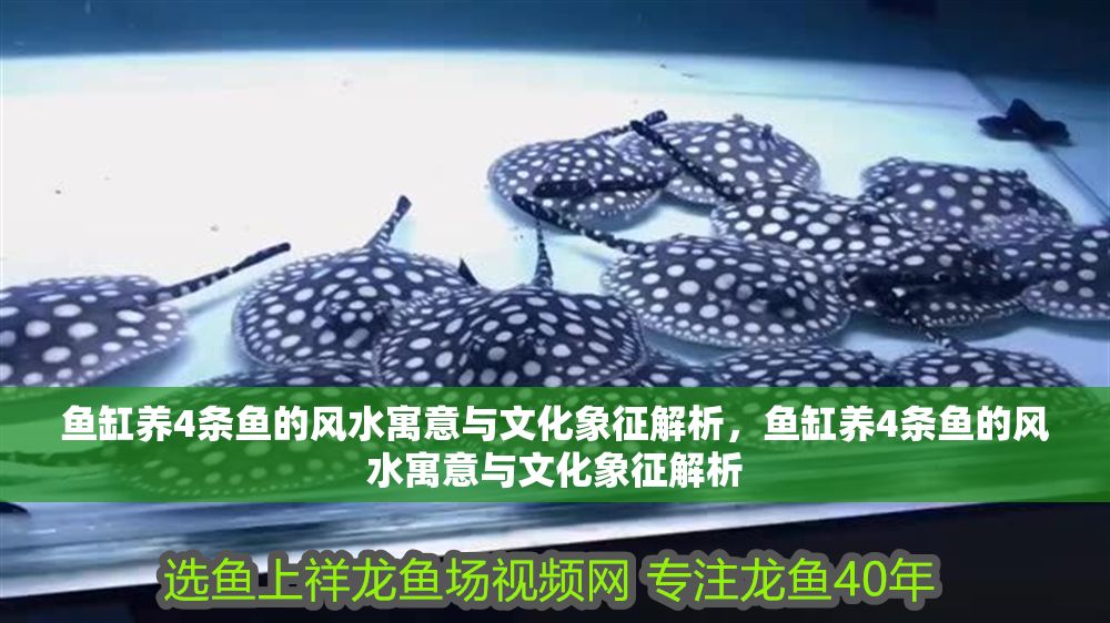 魚缸養4條魚的風水寓意與文化象征解析，魚缸養4條魚的風水寓意與文化象征解析 魚缸養4條魚的風水寓意與文化象征解析，魚缸養4條魚的風水寓意與文化象征解析 龍魚百科 第1張