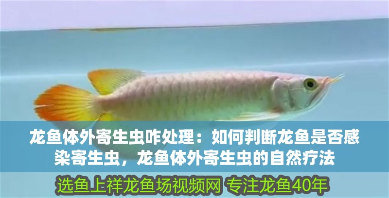 龍魚體外寄生蟲咋處理：如何判斷龍魚是否感染寄生蟲，龍魚體外寄生蟲的自然療法