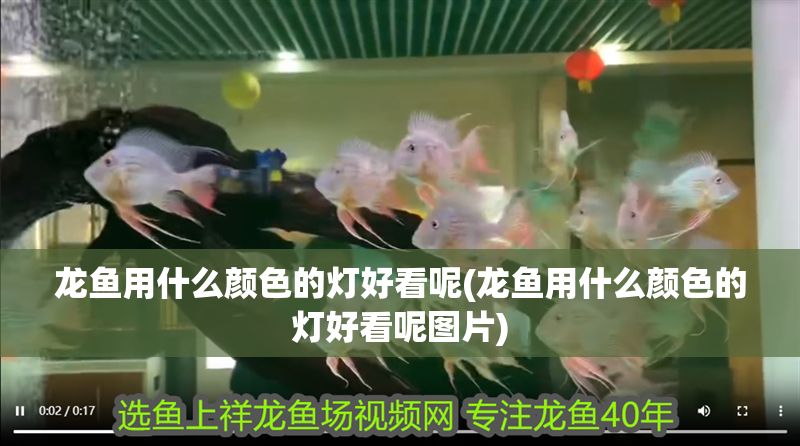 龍魚用什么顏色的燈好看呢(龍魚用什么顏色的燈好看呢圖片)