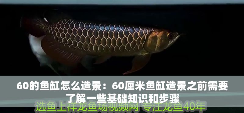 60的魚缸怎么造景：60厘米魚缸造景之前需要了解一些基礎(chǔ)知識和步驟