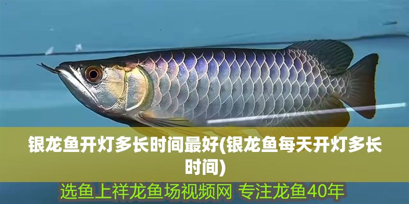 銀龍魚開燈多長時間最好(銀龍魚每天開燈多長時間)