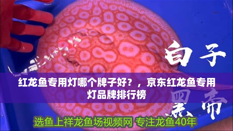 紅龍魚專用燈哪個牌子好？，京東紅龍魚專用燈品牌排行榜