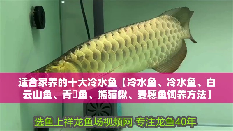 適合家養的十大冷水魚【冷水魚、冷水魚、白云山魚、青鳉魚、熊貓鰍、麥穗魚飼養方法】