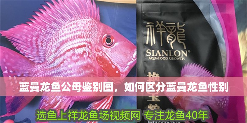 紅龍魚用黃燈烤有用嗎 藍曼龍魚公母鑒別圖,如何區分藍曼龍魚性別 水族問答 藍曼龍魚公母鑒別圖,如何區分藍曼龍魚性別 藍曼龍魚公母鑒別圖,如何區分藍曼龍魚性別 水族問答