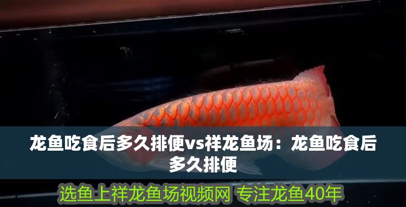 龍魚吃食后多久排便vs祥龍魚場：龍魚吃食后多久排便