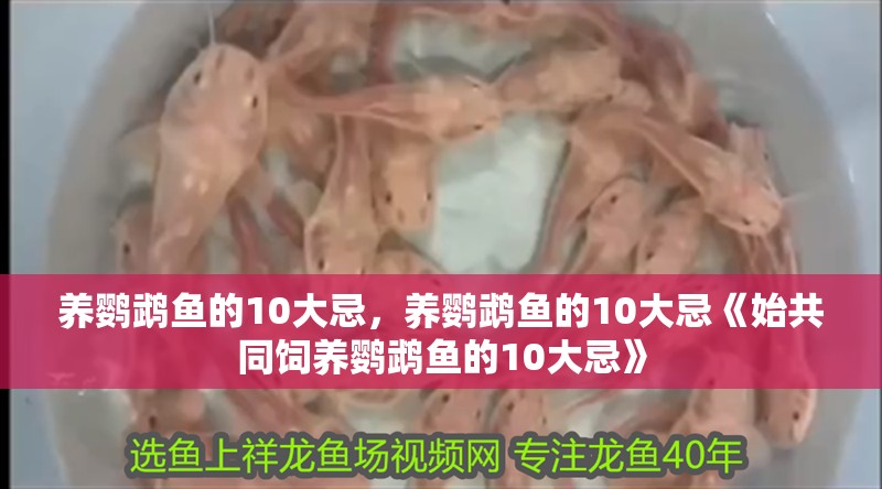 養鸚鵡魚的10大忌，養鸚鵡魚的10大忌《始共同飼養鸚鵡魚的10大忌》
