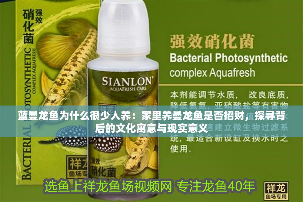 藍(lán)曼龍魚(yú)為什么很少人養(yǎng)：家里養(yǎng)曼龍魚(yú)是否招財(cái)，探尋背后的文化寓意與現(xiàn)實(shí)意義