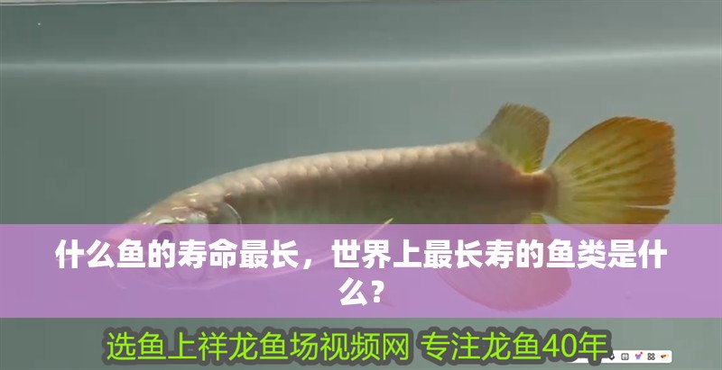 什么魚的壽命最長，世界上最長壽的魚類是什么？