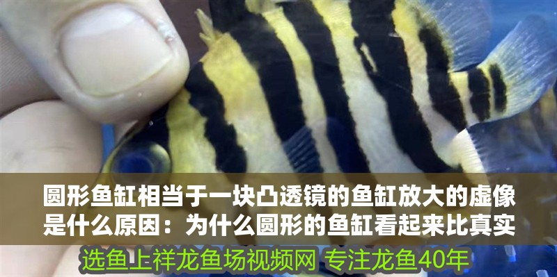 圓形魚缸相當于一塊凸透鏡的魚缸放大的虛像是什么原因：為什么圓形的魚缸看起來比真實的魚大？