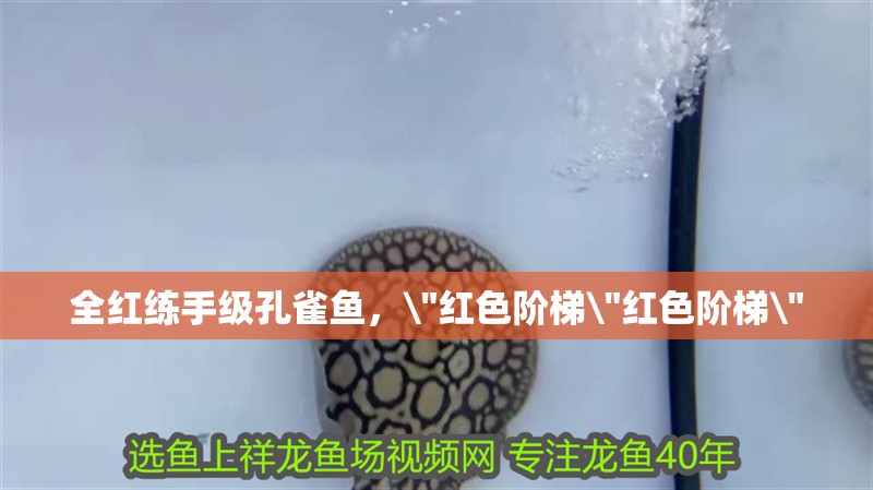全紅練手級孔雀魚，\