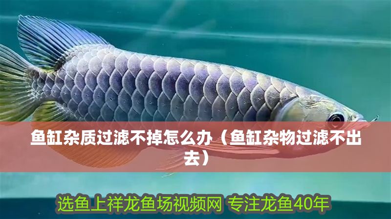 魚缸雜質過濾不掉怎么辦（魚缸雜物過濾不出去）