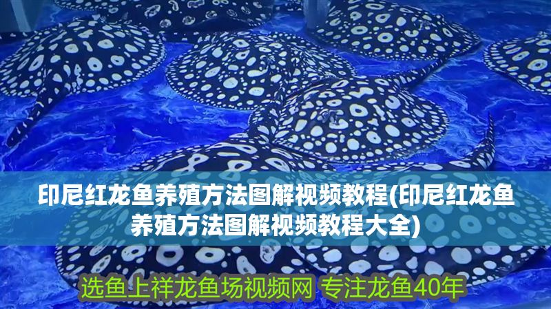 印尼紅龍魚養殖方法圖解視頻教程(印尼紅龍魚養殖方法圖解視頻教程大全)