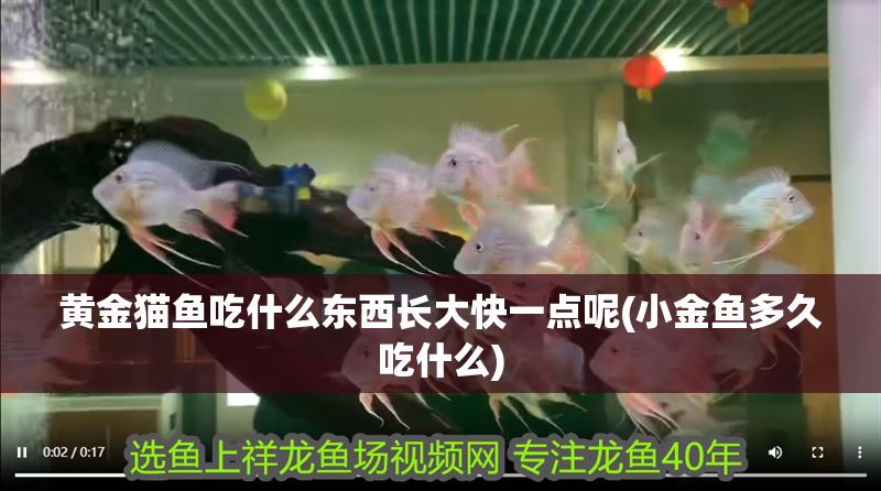 黃金貓魚吃什么東西長大快一點呢(小金魚多久吃什么)