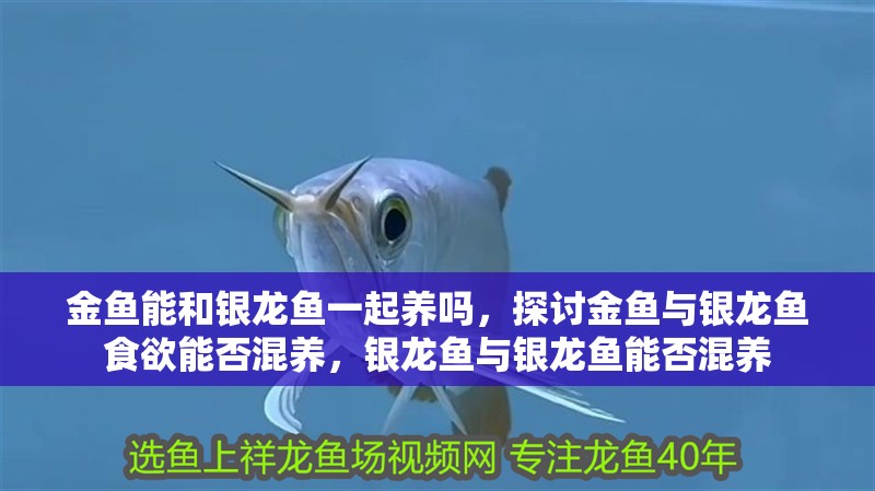 金魚能和銀龍魚一起養(yǎng)嗎，探討金魚與銀龍魚食欲能否混養(yǎng)，銀龍魚與銀龍魚能否混養(yǎng)