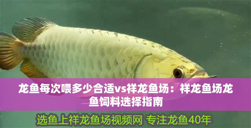 龍魚每次喂多少合適vs祥龍魚場(chǎng)：祥龍魚場(chǎng)龍魚飼料選擇指南