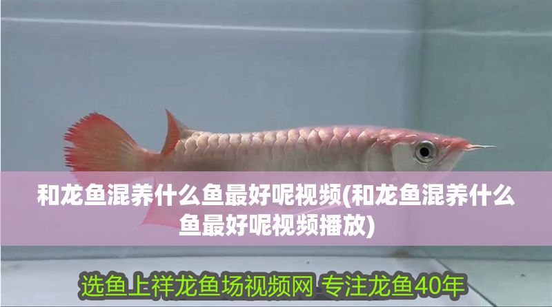 和龍魚混養什么魚最好呢視頻(和龍魚混養什么魚最好呢視頻播放)