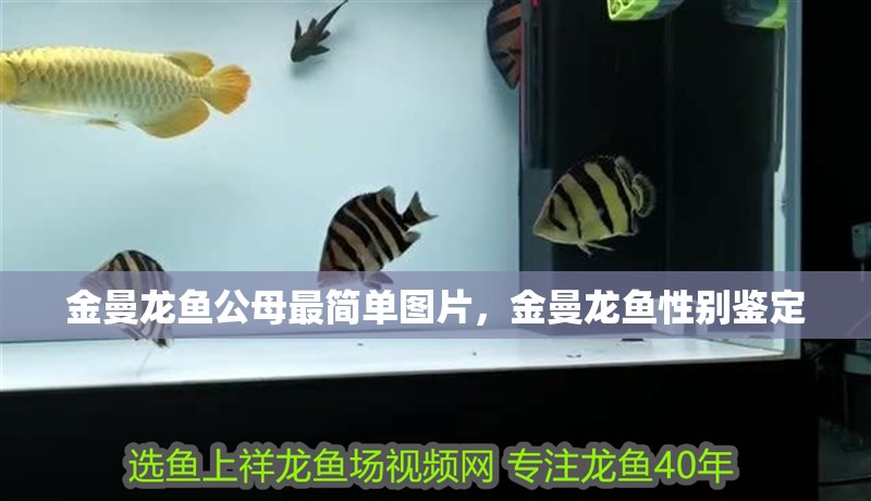 金曼龍魚公母最簡單圖片，金曼龍魚性別鑒定