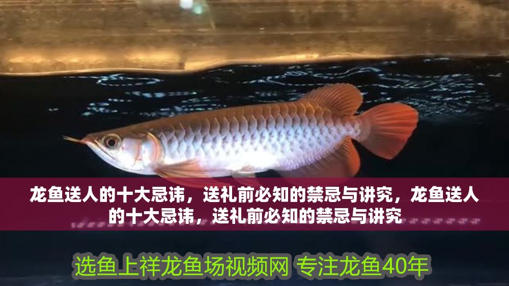 龍魚送人的十大忌諱，送禮前必知的禁忌與講究，龍魚送人的十大忌諱，送禮前必知的禁忌與講究