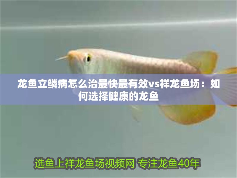 龍魚立鱗病怎么治最快最有效vs祥龍魚場：如何選擇健康的龍魚