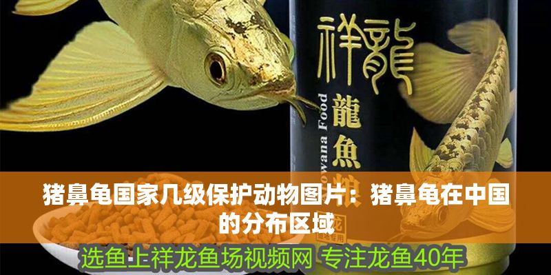 豬鼻龜國家幾級保護動物圖片：豬鼻龜在中國的分布區域