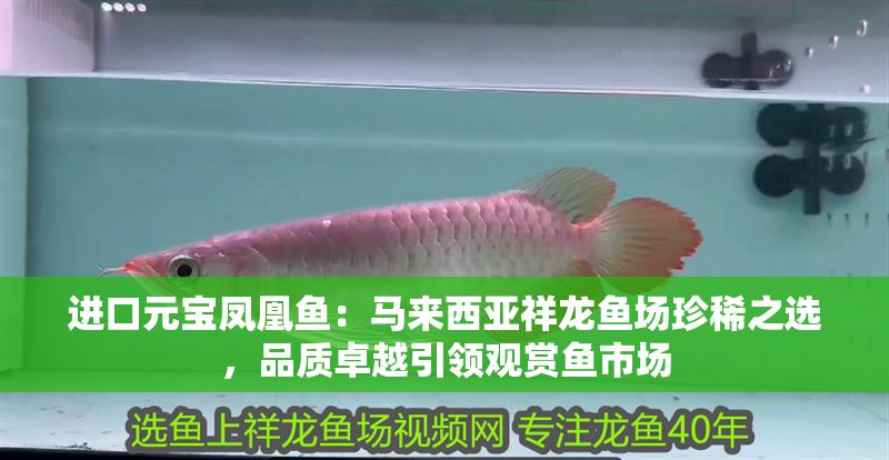 進口元寶鳳凰魚：馬來西亞祥龍魚場珍稀之選，品質卓越引領觀賞魚市場