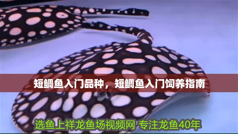 短鯛魚入門品種，短鯛魚入門飼養(yǎng)指南 短鯛魚入門品種，短鯛魚入門飼養(yǎng)指南 龍魚論壇