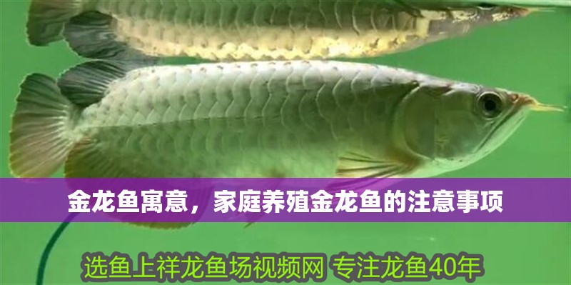 金龍魚寓意，家庭養(yǎng)殖金龍魚的注意事項(xiàng)