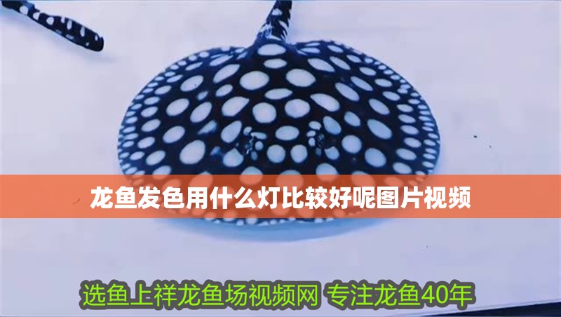 龍魚發色用什么燈比較好呢圖片視頻