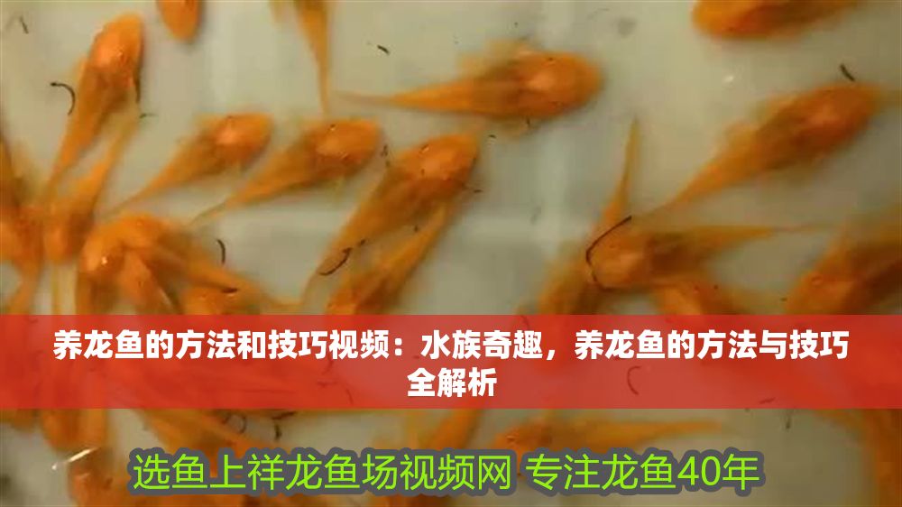 養龍魚的方法和技巧視頻：水族奇趣，養龍魚的方法與技巧全解析
