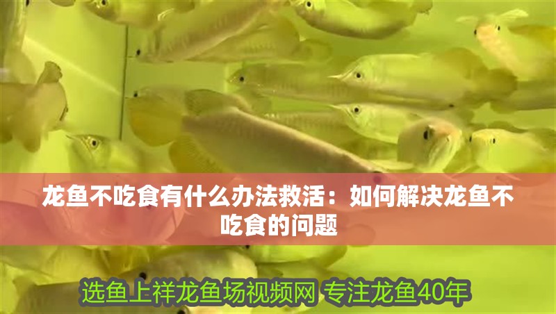 龍魚不吃食有什么辦法救活：如何解決龍魚不吃食的問題