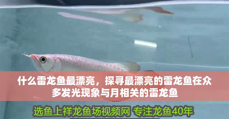 什么雷龍魚最漂亮，探尋最漂亮的雷龍魚在眾多發光現象與月相關的雷龍魚