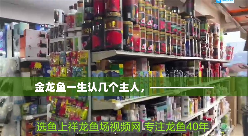 金龍魚一生認幾個主人，——————