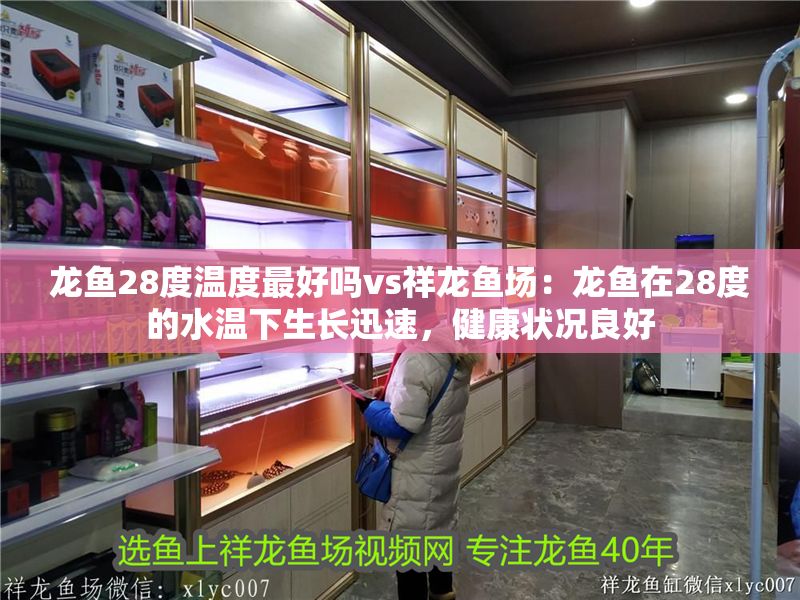 龍魚28度溫度最好嗎vs祥龍魚場：龍魚在28度的水溫下生長迅速，健康狀況良好