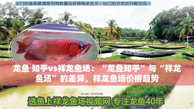 龍魚 知乎vs祥龍魚場：“龍魚知乎”與“祥龍魚場”的差異，祥龍魚場價格趨勢