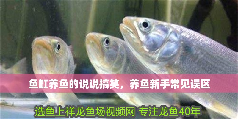 魚缸養魚的說說搞笑，養魚新手常見誤區