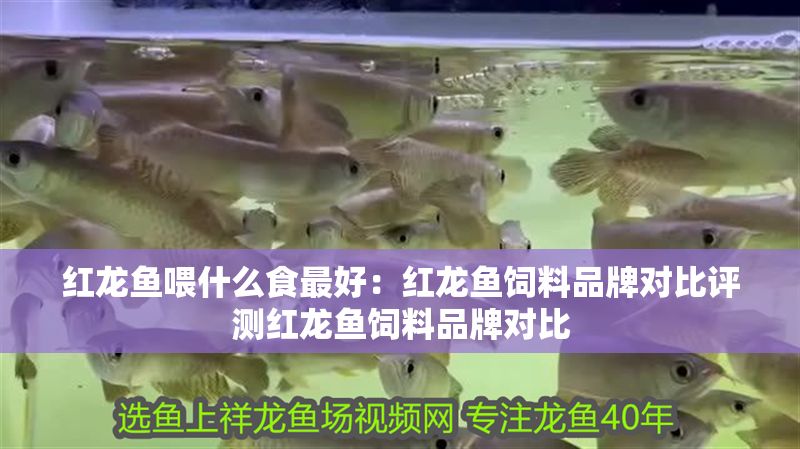 紅龍魚喂什么食最好：紅龍魚飼料品牌對比評測紅龍魚飼料品牌對比