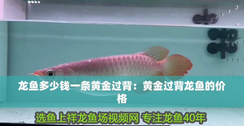 龍魚(yú)多少錢(qián)一條黃金過(guò)背：黃金過(guò)背龍魚(yú)的價(jià)格