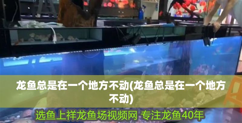 龍魚總是在一個地方不動(龍魚總是在一個地方不動)