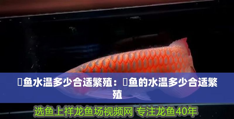 魟魚水溫多少合適繁殖：魟魚的水溫多少合適繁殖